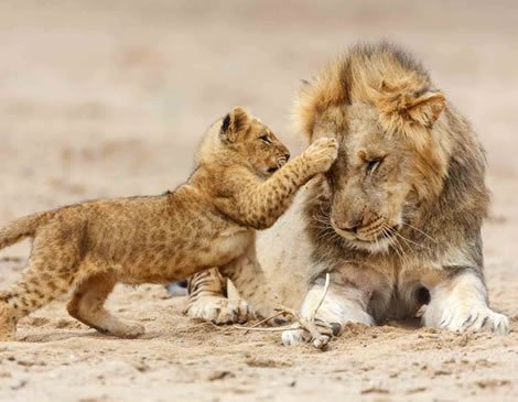 Ngorongoro Crater Safari