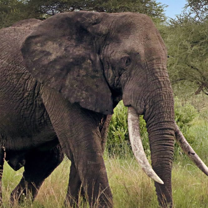 10 Days Kid Friendly Family Safari in Tanzania