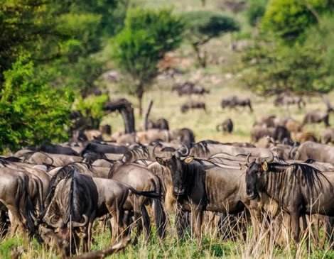 Ngorongoro Crater View
