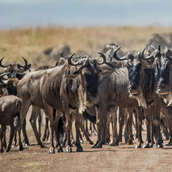 12 Days Bespoke Tanzania Odyssey