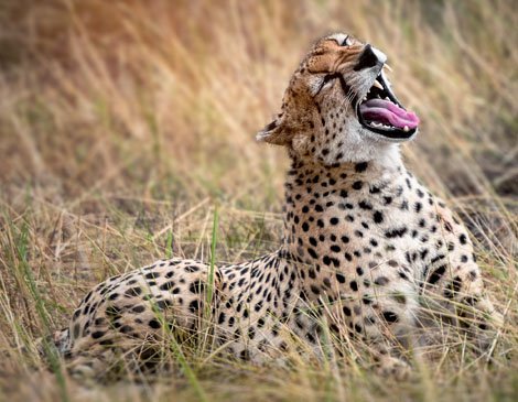 Serengeti Wildlife Safari
