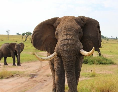 Luxury Safari Lodges