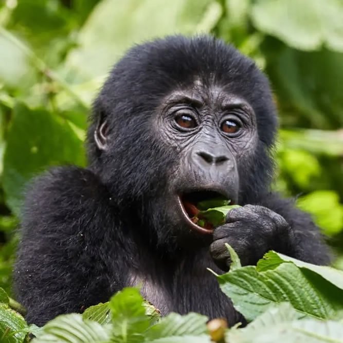 8 Days Uganda & Tanzania Luxury Primate Safari